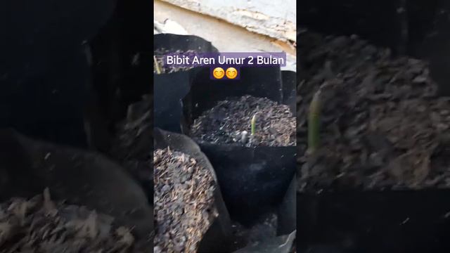 BIBIT AREN GENJAH UMUR 2 BULAN #Short #shortvideo смотреть онлайн