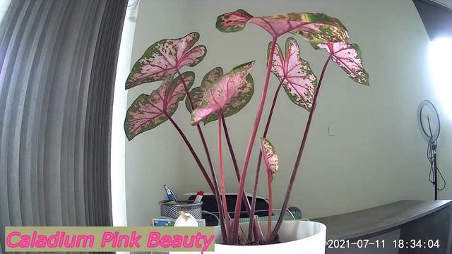 Caladium Pink Beauty Timelapse