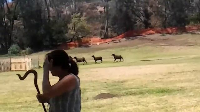 Scottish Highland Games 2016 Sheep Herding Trials 1 смотреть онлайн