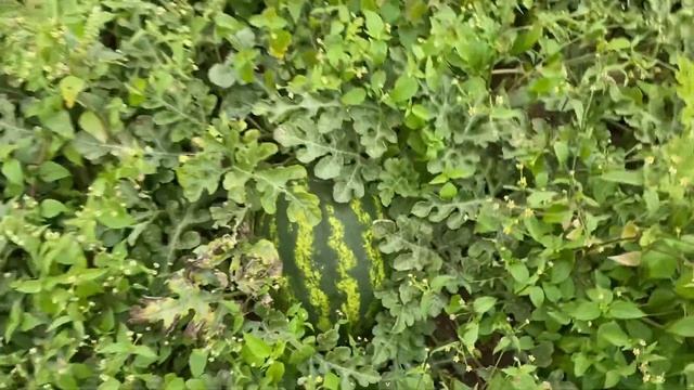 Самый большой арбуз в открытом грунте смотреть онлайн