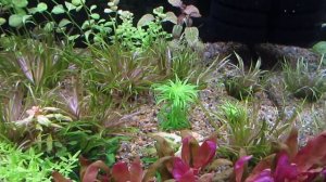 Опять про выбор грунта для аквариума. Питательные и нейтральные, соилы и подложки.