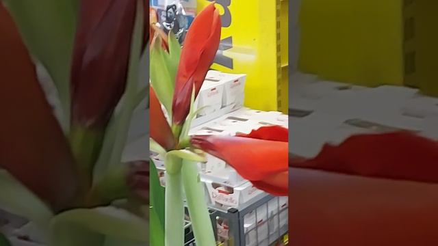 Амариллис, нераспустившиеся бутоны. смотреть онлайн