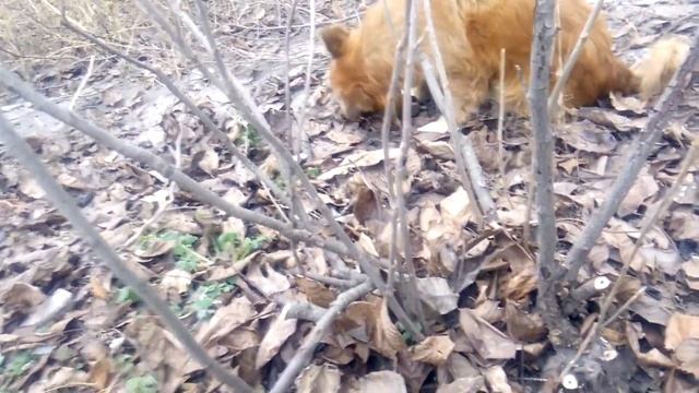 Обрезка и омоложение старой смородины. Как обрезать запущенную смородину. смотреть онлайн