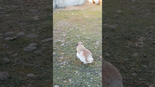 Кормление кур вечером. Прогулка на траве под солнцем. смотреть онлайн