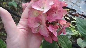 гортензия метельчатая  Мега минди (Mega Mindy)