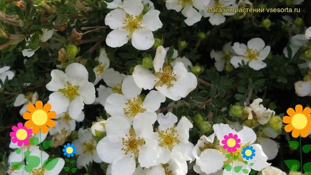 Лапчатка кустарниковая Маунт Эверест. Краткий обзор, описание potentilla fruticosa Mount Everest смотреть онлайн