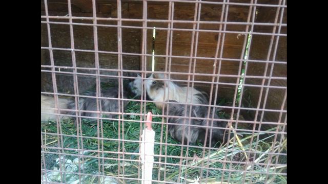 Зоопарк м. Луцьк смотреть онлайн