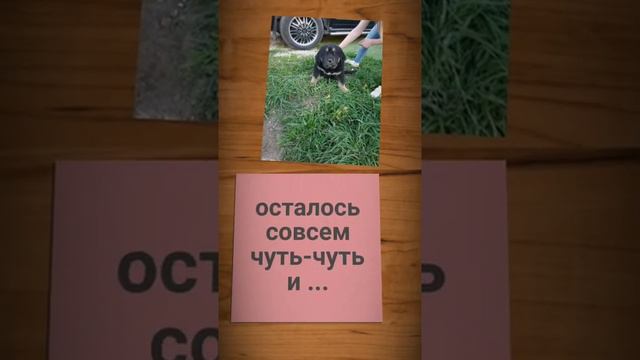 Тибетский Малыш-растём вместе