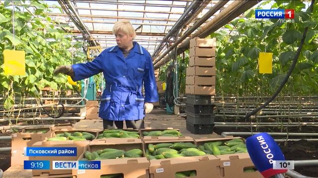 Как идет сбор овощей в агрофирме «Победа», и довольны ли аграрии урожаем? смотреть онлайн