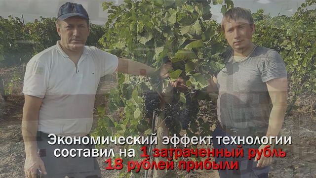 Опыт № 7088. Виноград. В 18 раз больше прибыли смотреть онлайн
