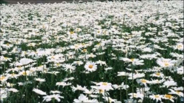 ЗАМЕЛО РОМАШКИ экв сл В Черноводский, муз Н Жуков, вокал Л Великанова, звукор А Макалиш, смотреть онлайн