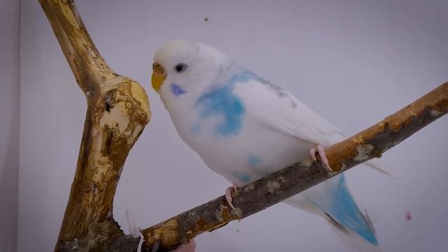 Budgie Noises To Make Them Dance ?