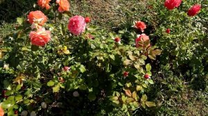 Роза Мэри Энн,  флорибунда - хит продаж уже 10 лет! Rose Mary Ann.