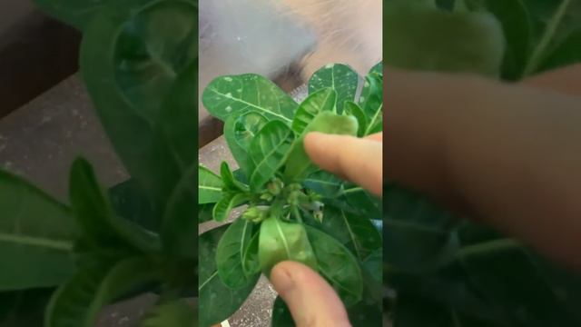 Адениум Фарфор 2 смотреть онлайн