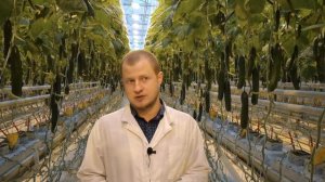 Как выращивают овощи в промышленных теплицах