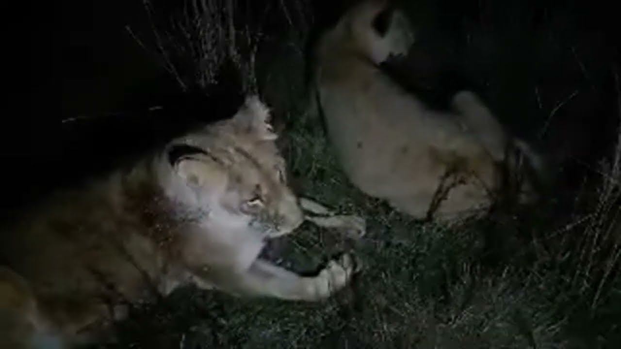 Living_with_lions в прямом эфире! смотреть онлайн