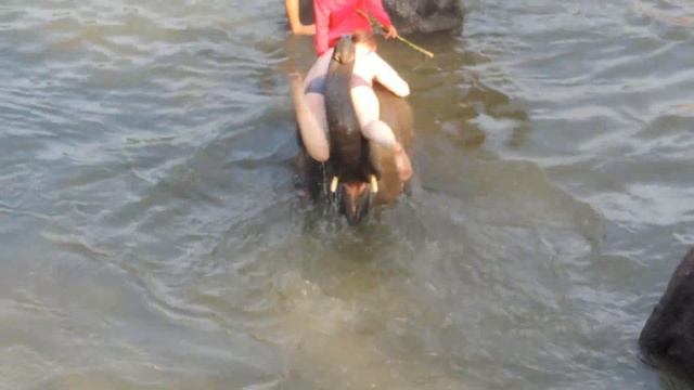 Слоны в Таиланде зарабатывают себе на еду.Как приручают слонов в Тайланде!/Слоны в Таиланде/ смотреть онлайн