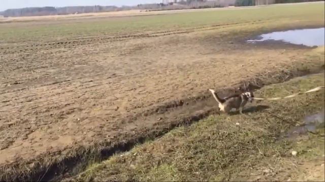 У собак тоже есть чувства смотреть онлайн