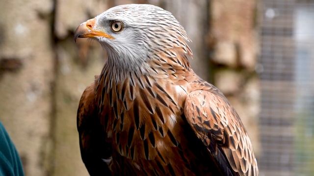 Meet the Red Kite смотреть онлайн