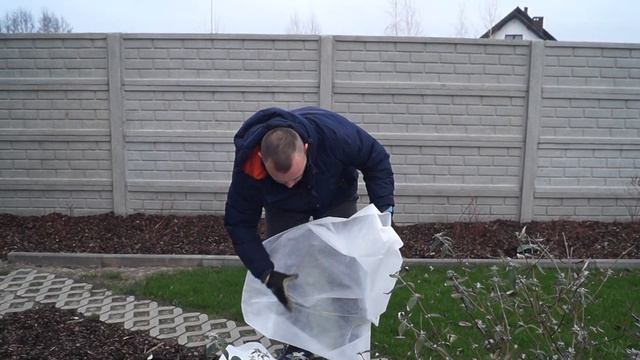 Budleja dawida. Jak zabezpieczyć budleje na zimę? Budleja dawida - motyli krzew. смотреть онлайн