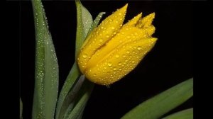 Жёлтые  тюльпаны