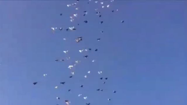 "" НИКОЛАЕВСКИЕ ГОЛУБИ .... "" КАЛМЫКИИ "" 2018 .Г. смотреть онлайн
