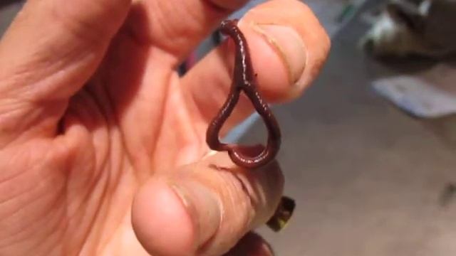 Two Headed Worm! смотреть онлайн