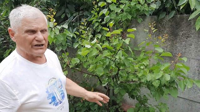 Уход за абрикосом летом (лечим монилиоз, бактериальный ожог) смотреть онлайн
