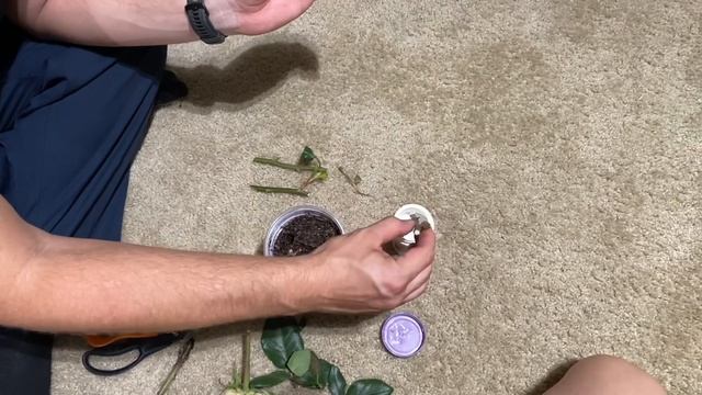How to Root Store-bought Roses! (A florist got mad at me for showing people this trick!) смотреть онлайн