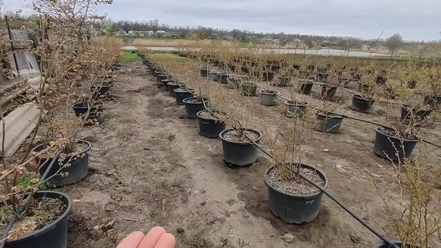 Голубика в контейнерах? Ответы на вопросы ⁉️ смотреть онлайн