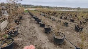 Голубика в контейнерах? Ответы на вопросы ⁉️