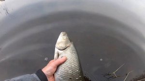 ЛОВЛЯ ЖЕРЕХА ВЕСНОЙ 2022 | ПРИМАНКИ на ЖЕРЕХА