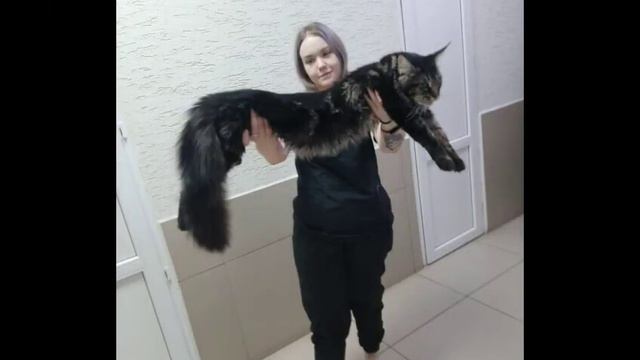 Мальчик чёрный мрамор, было/стало/мы еще растём)))#котенок_мейн_кун_тюмень #maine_coon #MCO смотреть онлайн