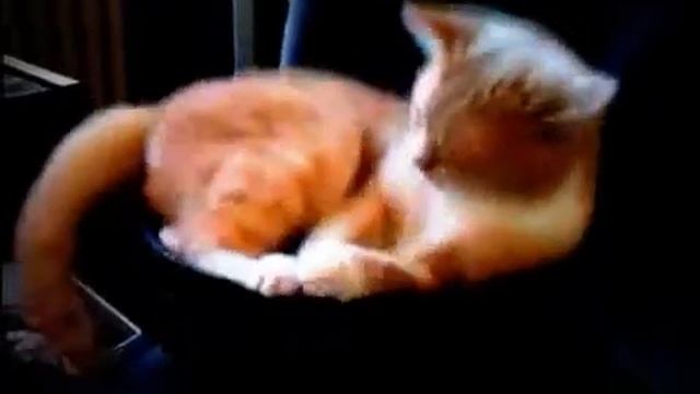 коты купаются,приколы с котами ,животными ,собаки,домашние питомцы, смотреть онлайн