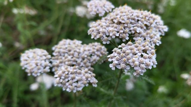 КАК СНИМАЕТ КАМЕРА NOTHING PHONE 2 - 4K 60FPS (CAMERA TEST)