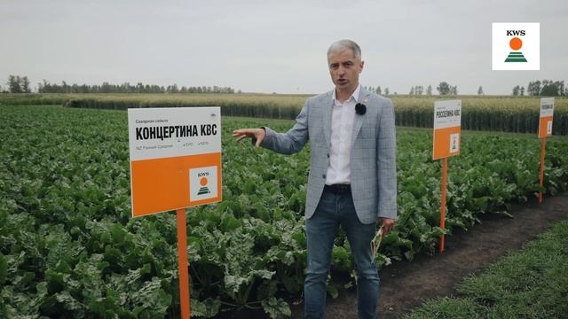 Обзор классических гибридов сахарной свёклы KWS 2023