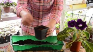 Глоксиния посадка, глоксиния уход