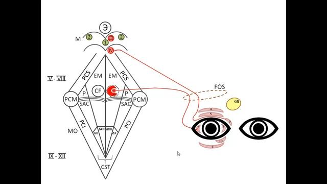 Глазодвигательные нервы IV III VI пары черепно мозговые нервы смотреть онлайн