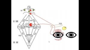 Глазодвигательные нервы IV III VI пары черепно мозговые нервы
