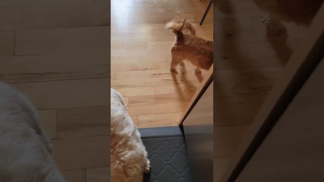 spoiled girls смотреть онлайн