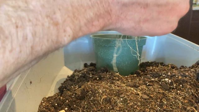 Ep. 47 Of Taco Bonsai Coffee Trees Get Repots.