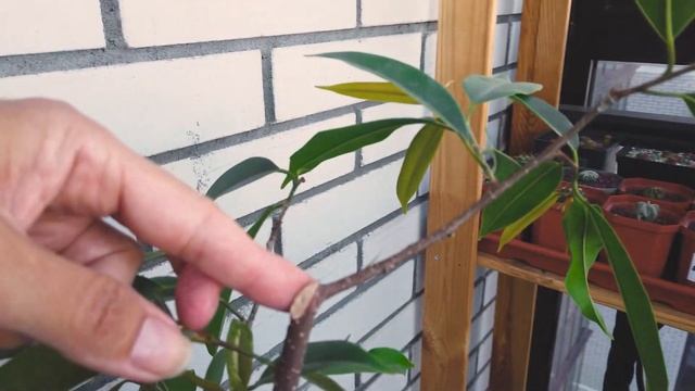 Реанимация фикусов - Фикус Али (часть 2) Надежда есть