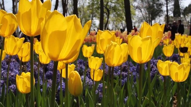 İstanbul Lale Festivali. Фестиваль тюльпанов в Стамбуле. Istanbul Tulip Festival 2018 Emirgan park смотреть онлайн