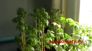 Томаты (помидоры) Закаливание рассады томатов