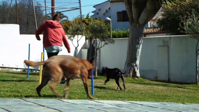 We build an agility park for handicapped dogs смотреть онлайн