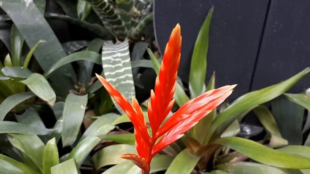 Vriesea poelmanii - grow & care (Houseplant bromeliads) смотреть онлайн