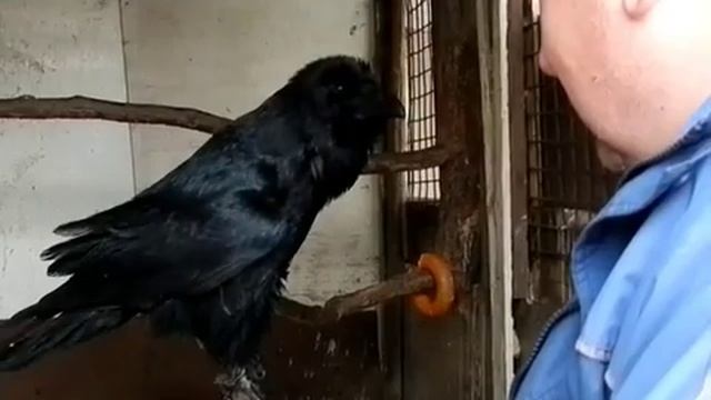 говорящий ворон смотреть онлайн