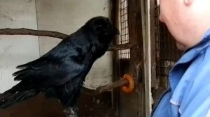 говорящий ворон