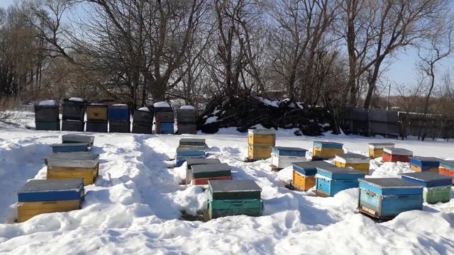 Суперранний облёт после углекислой зимовки с малой вентиляцией. смотреть онлайн