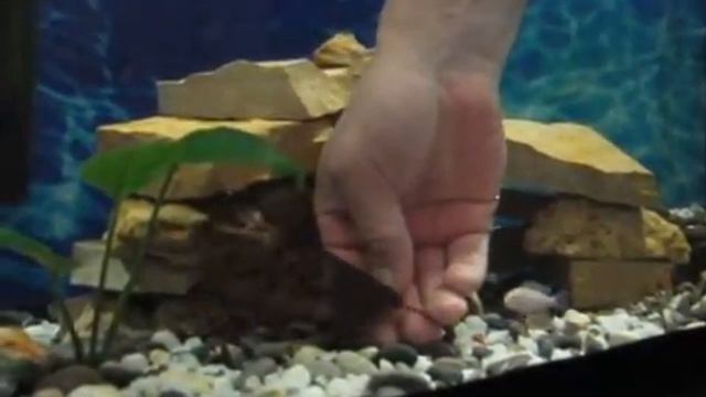 aquarium, Pet Synodontis multipunctatus смотреть онлайн